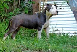 美国第一猛犬，打斗能力完爆比特却又是一个温柔如水的护卫勇士