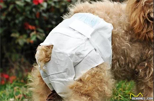 秋季养狗讲究多,7大禁忌不能犯