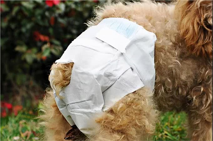 秋季养狗讲究多,7大禁忌不能犯