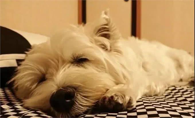 秋季养狗讲究多,7大禁忌不能犯