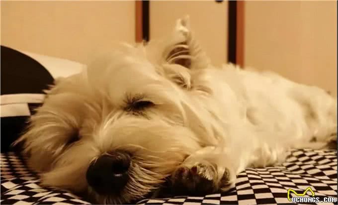 秋季养狗讲究多,7大禁忌不能犯