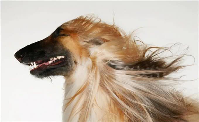 秋季养狗讲究多,7大禁忌不能犯