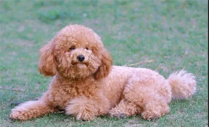 秋季养狗讲究多,7大禁忌不能犯