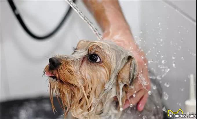 秋季养狗讲究多，7大禁忌不能犯