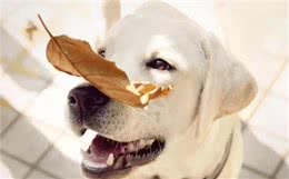 秋季养狗讲究多，7大禁忌不能犯