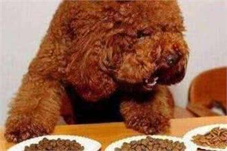 天然狗粮:狗狗寿命更长,健康更亮丽!