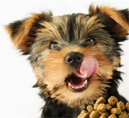 天然狗粮:狗狗寿命更长,健康更亮丽!