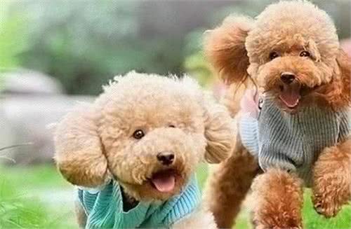 天然狗粮：狗狗寿命更长，健康更亮丽!