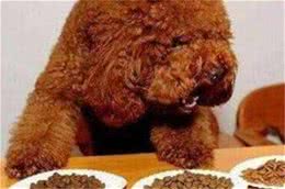 天然狗粮：狗狗寿命更长，健康更亮丽!