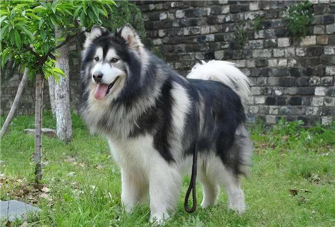 为什么阿拉斯加犬养的人少了?网友：白送也不想要