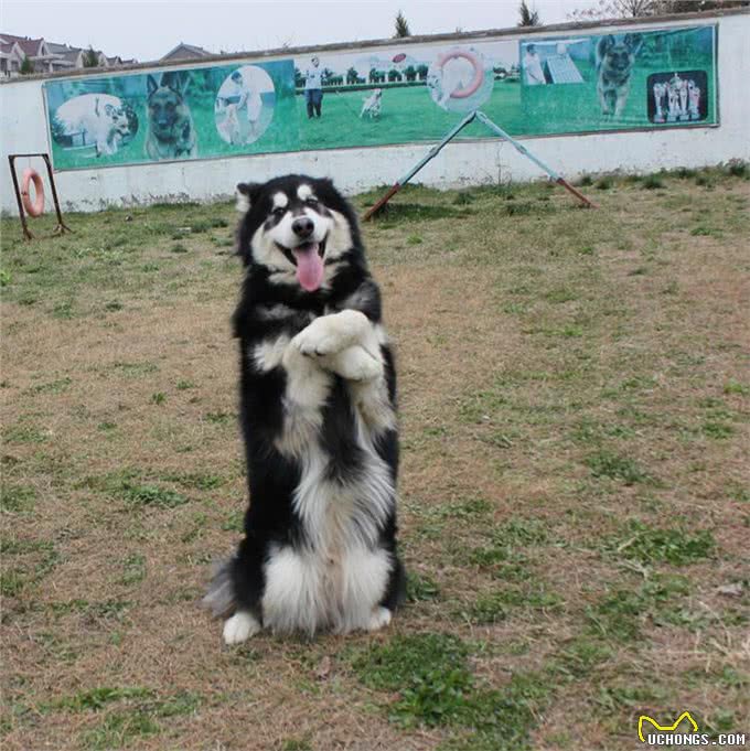 为什么阿拉斯加犬养的人少了?网友：白送也不想要