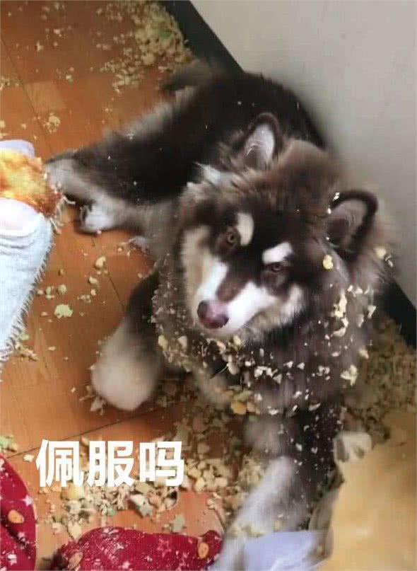 为什么阿拉斯加犬养的人少了?网友：白送也不想要