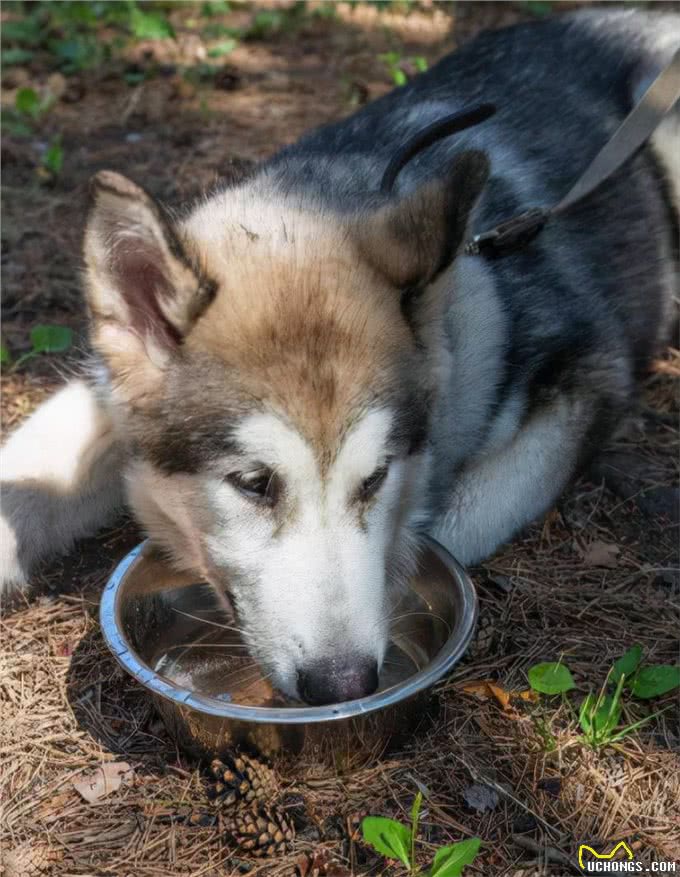 其实哈士奇和二哈，真的是不同的品种