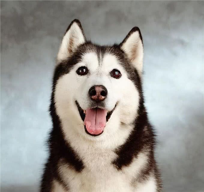 其实哈士奇和二哈，真的是不同的品种