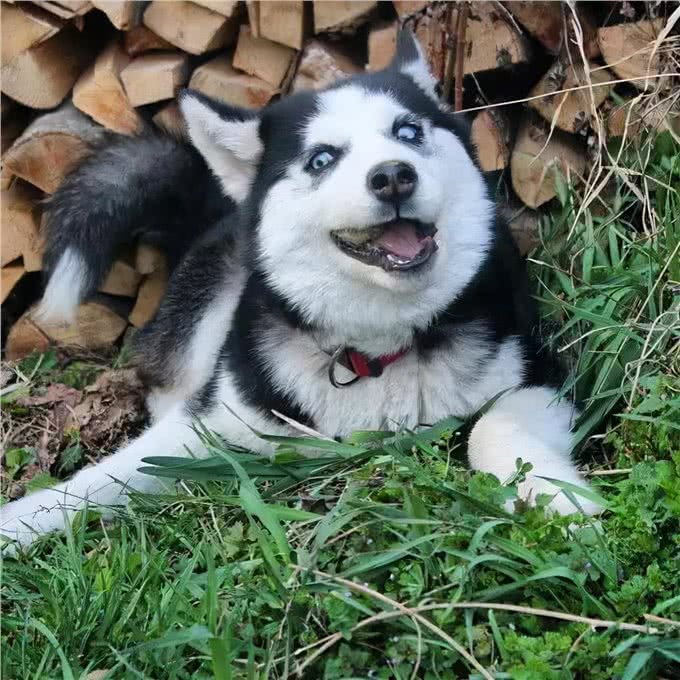 其实哈士奇和二哈，真的是不同的品种