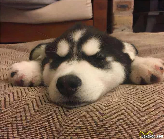 其实哈士奇和二哈，真的是不同的品种