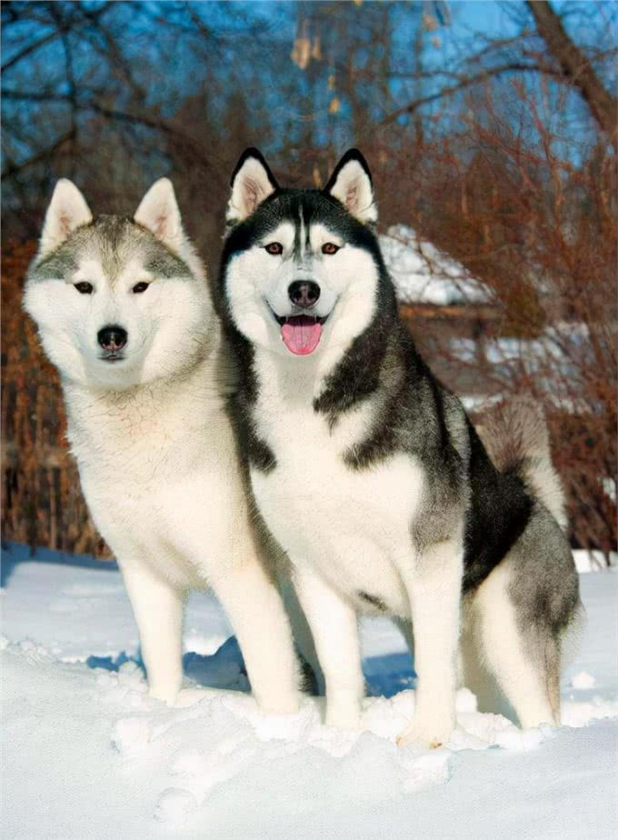 其实哈士奇和二哈，真的是不同的品种