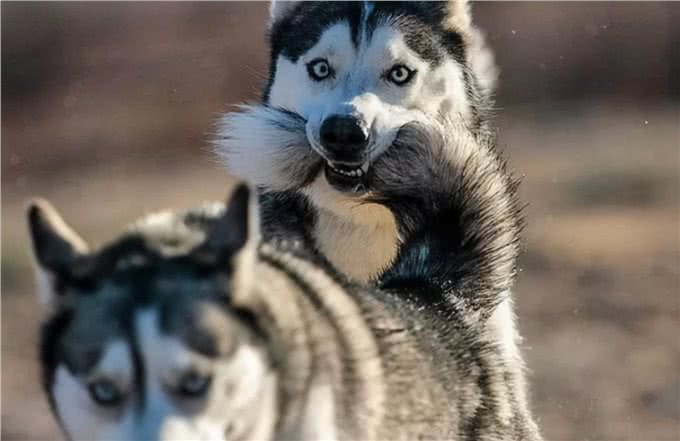 其实哈士奇和二哈，真的是不同的品种