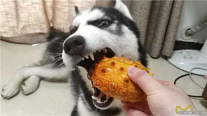 其实哈士奇和二哈，真的是不同的品种