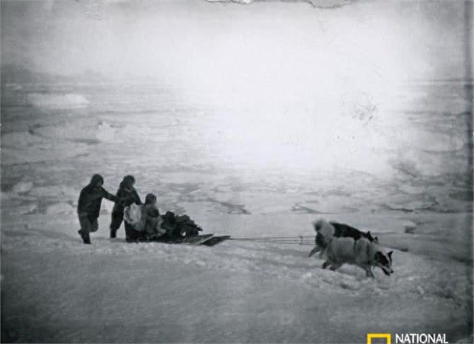 百年前的雪橇犬竟然这么萌!
