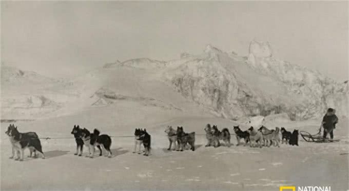 百年前的雪橇犬竟然这么萌!