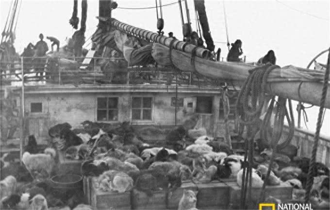 百年前的雪橇犬竟然这么萌!