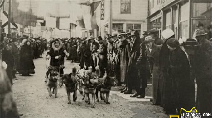 百年前的雪橇犬竟然这么萌!