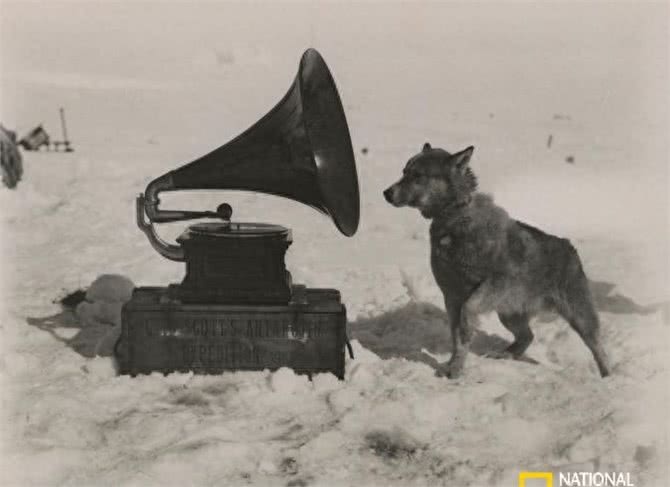 百年前的雪橇犬竟然这么萌!