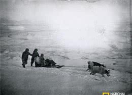 百年前的雪橇犬竟然这么萌!