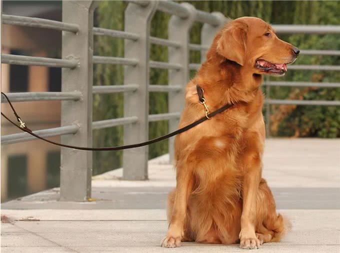 狗狗拴着好还是不拴好呢?都来听听过来人怎么说，你就知道了