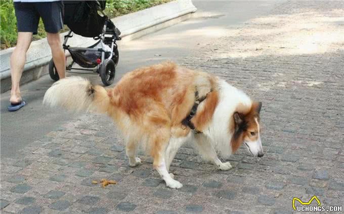 狗狗拴着好还是不拴好呢?都来听听过来人怎么说，你就知道了