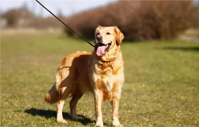 狗狗拴着好还是不拴好呢?都来听听过来人怎么说，你就知道了