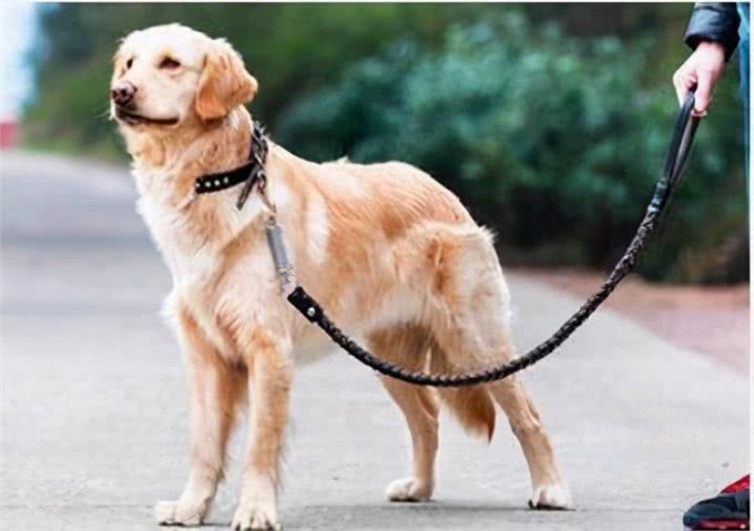 狗狗拴着好还是不拴好呢?都来听听过来人怎么说，你就知道了