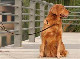 狗狗拴着好还是不拴好呢?都来听听过来人怎么说，你就知道了