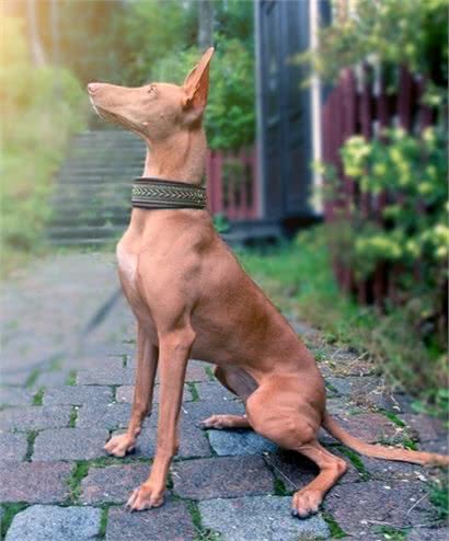 世界十大猎犬排名，藏獒居然才排名倒数