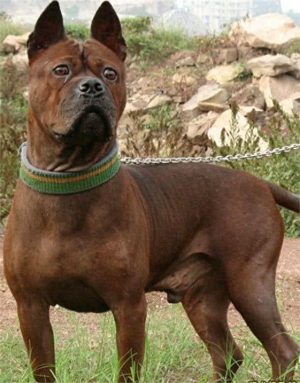 世界十大猎犬排名，藏獒居然才排名倒数