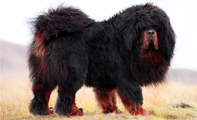 世界十大猎犬排名，藏獒居然才排名倒数