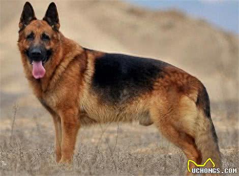 世界十大猎犬排名，藏獒居然才排名倒数