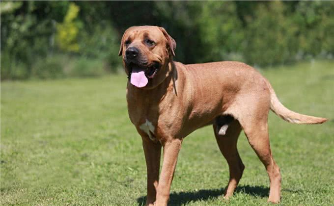 世界十大猎犬排名，藏獒居然才排名倒数