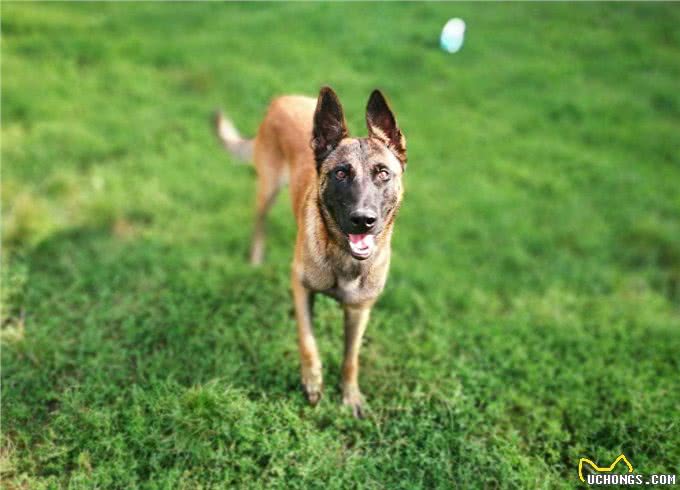 世界十大猎犬排名，藏獒居然才排名倒数