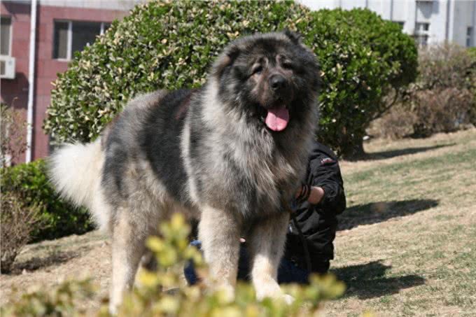 世界十大猎犬排名，藏獒居然才排名倒数