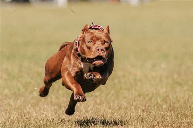 世界十大猎犬排名，藏獒居然才排名倒数