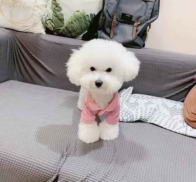 为什么有些狗狗需要断尾?大概有5个原因