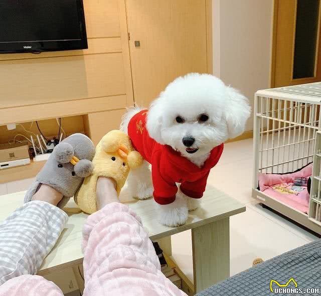 为什么有些狗狗需要断尾?大概有5个原因