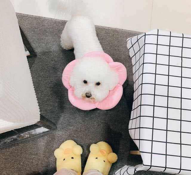 为什么有些狗狗需要断尾?大概有5个原因