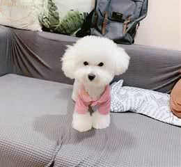 为什么有些狗狗需要断尾?大概有5个原因