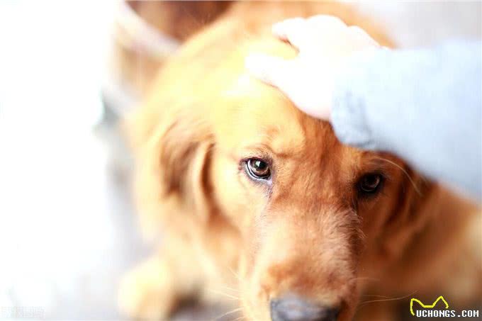 宠物狗腹泻应对全攻略:从观察症状到专业治疗