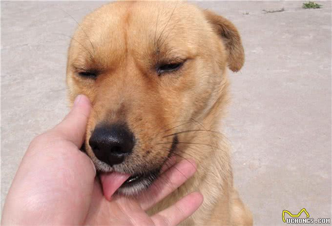 盘点10种精品犬类，中华田园犬能完败一切