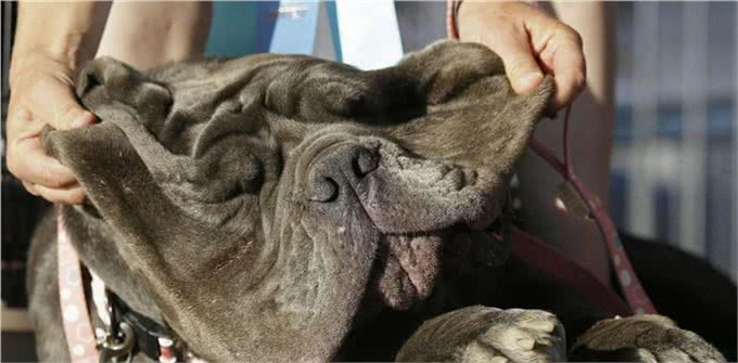 盘点10种精品犬类，中华田园犬能完败一切
