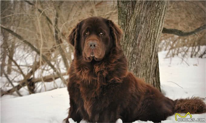 盘点10种精品犬类，中华田园犬能完败一切